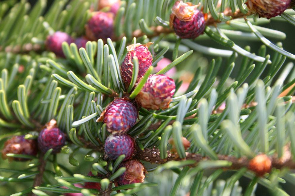 Saksanpihtaöljy, luomu (hopeakuusi) Abies alba
