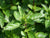 Bergamottiminttuöljy, luomu Mentha citrata
