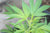 Hampunsiemenöljy, luonnollinen, luomu  Cannabis sativa