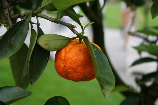 Appelsiiniöljy, karvas Citrus aurantium