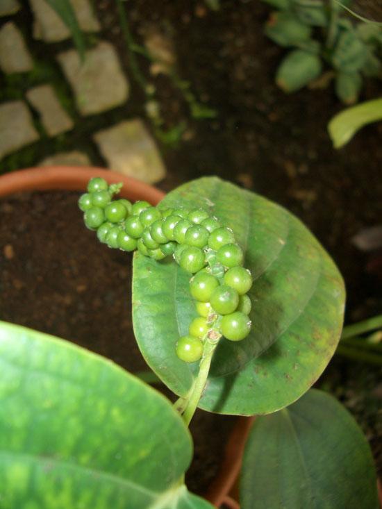 Pippuriöljy, musta Piper nigrum