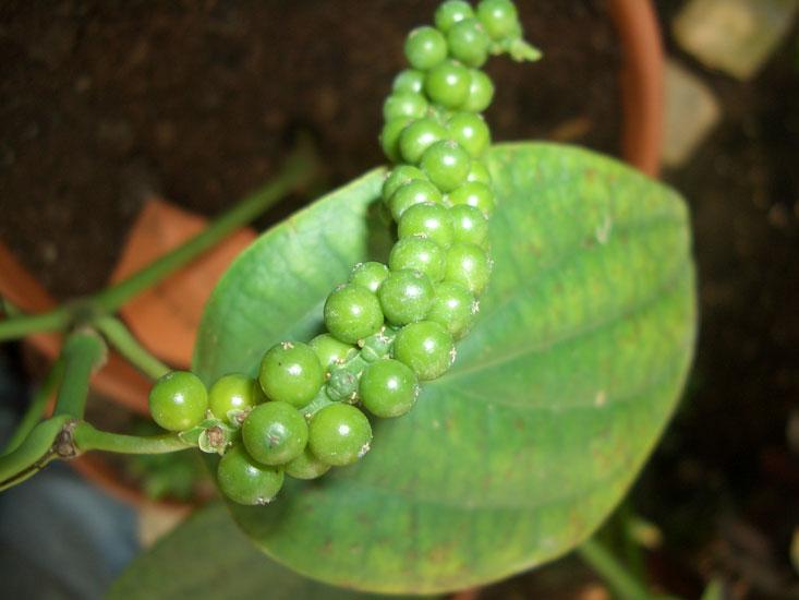 Pippuriöljy, musta Piper nigrum