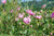Ruusuhydrolaatti, luomu - Aqua Rosa damascena