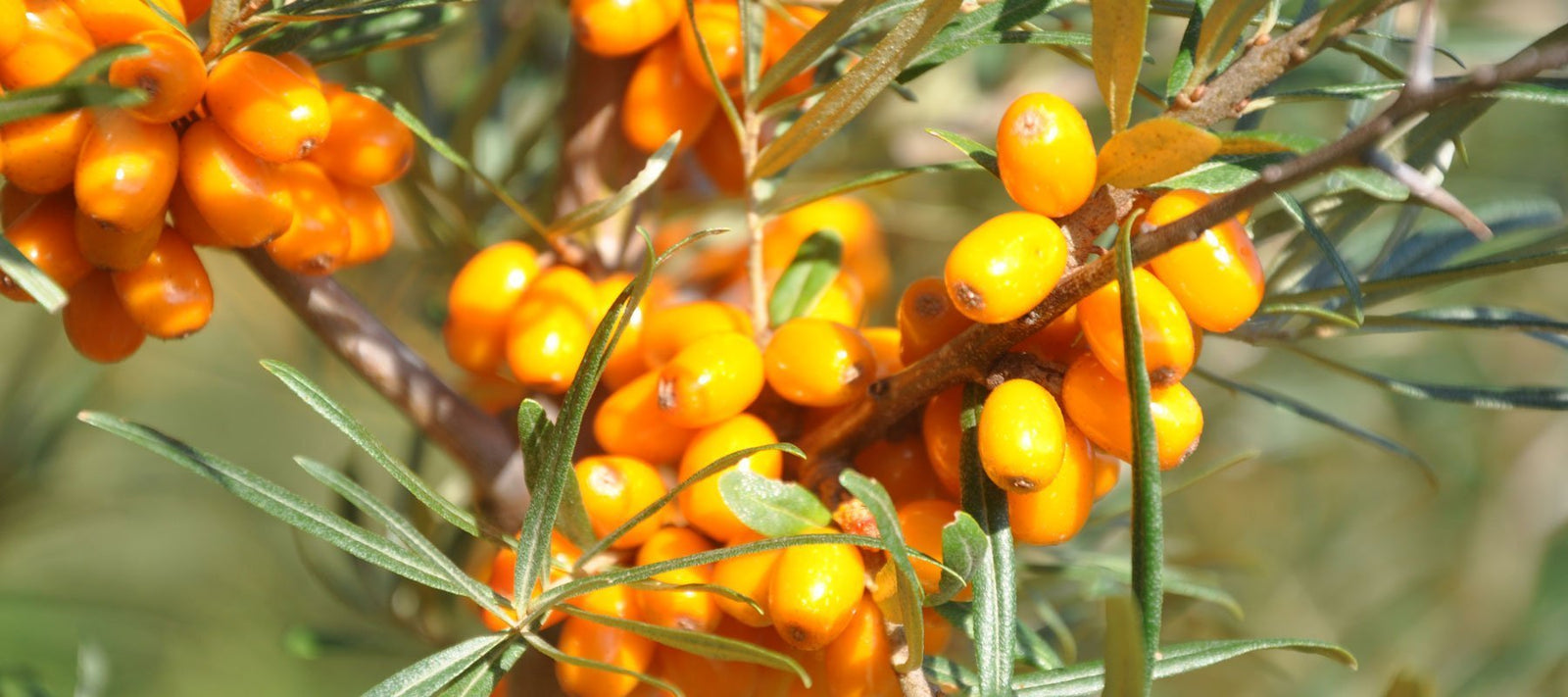 Kasviöljyt ravitsemukseen / keittiöön