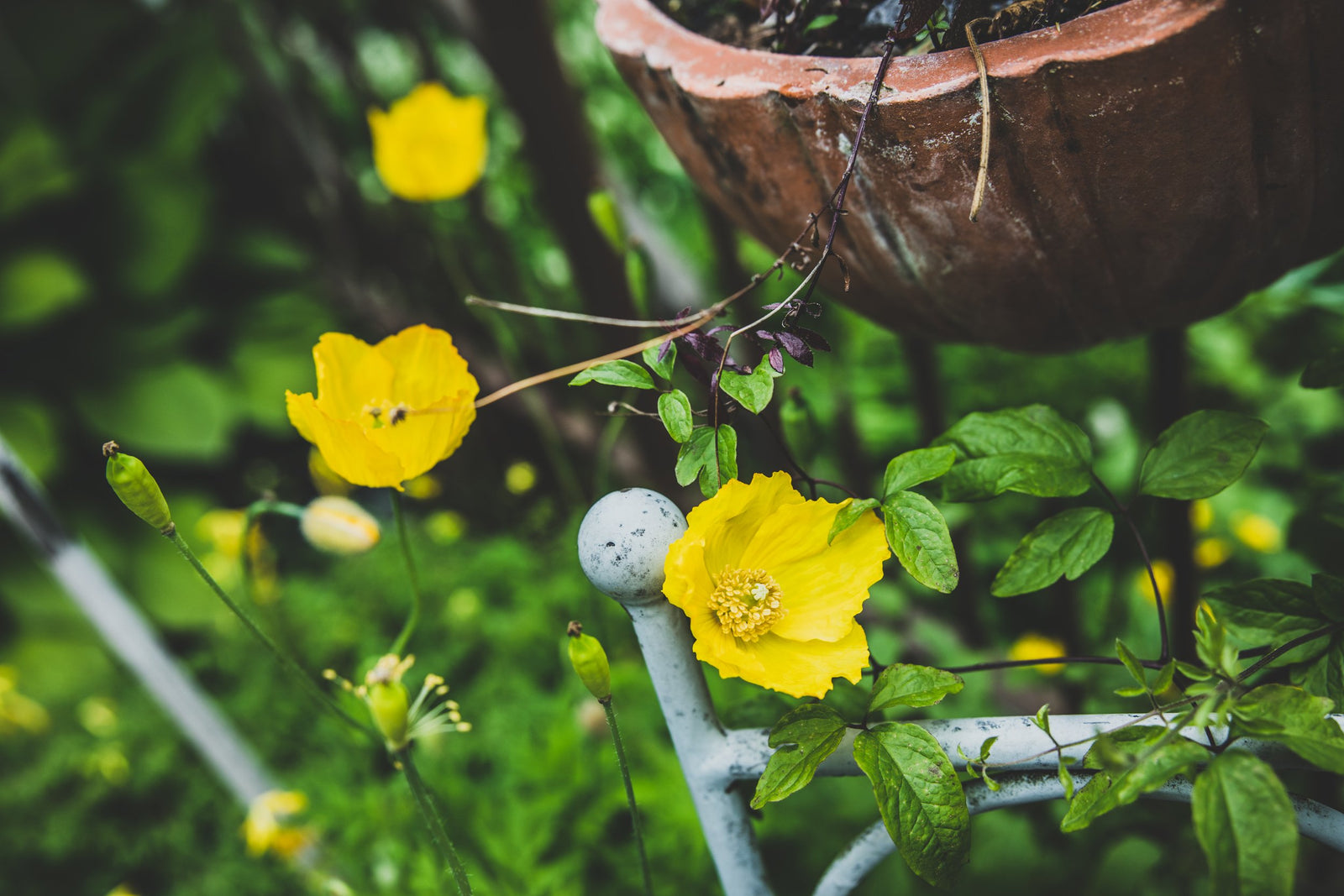 Raaka-aineet luonnonkosmetiikkaan