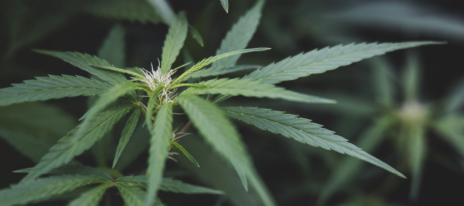 Hanfsamenöl und CBD-Extrakt