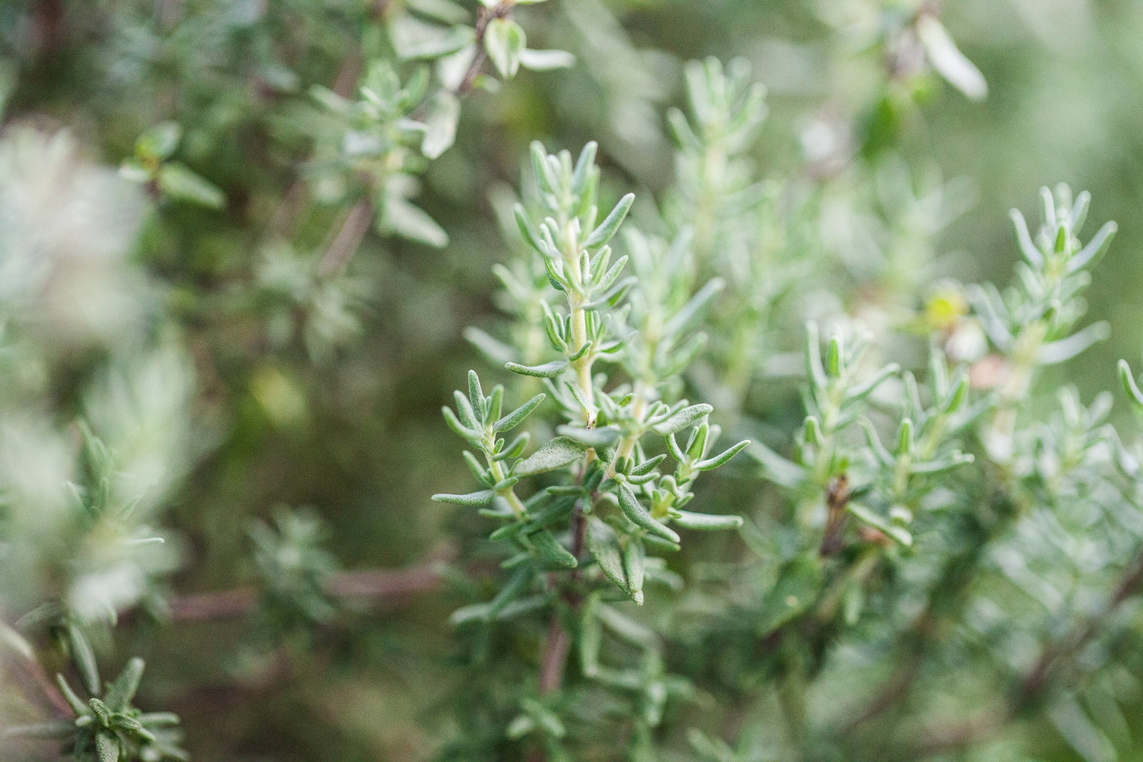 Eteeriset CO2-uutteet