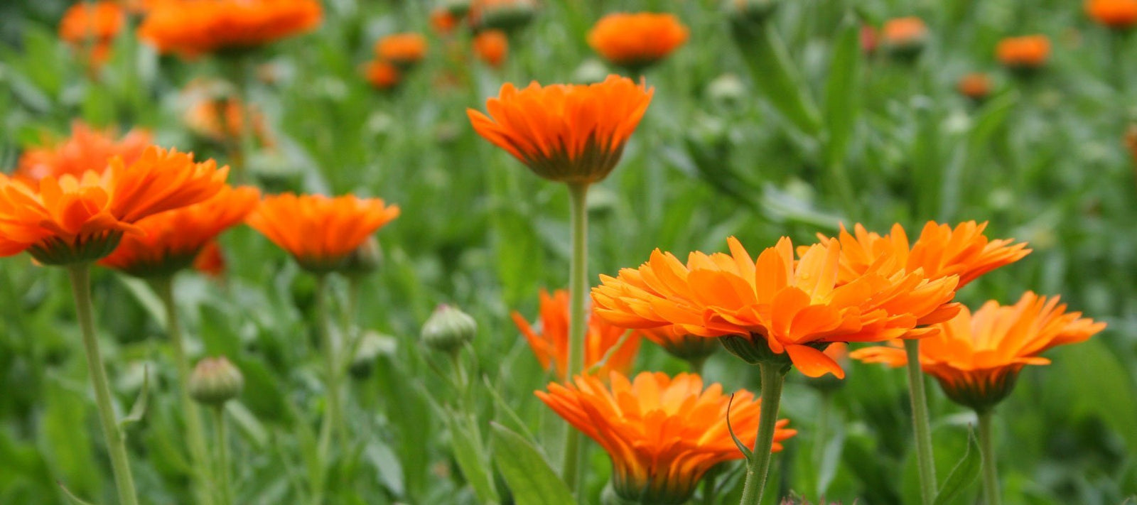 Kasviöljyt kauneudenhoitoon (ihonhoitoöljyt)