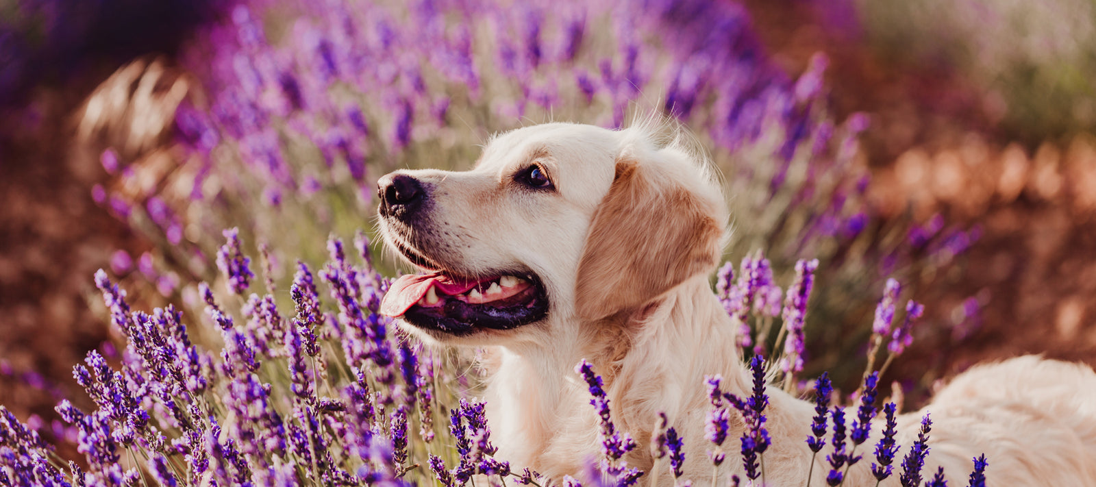 Aromahoitoja eläimille