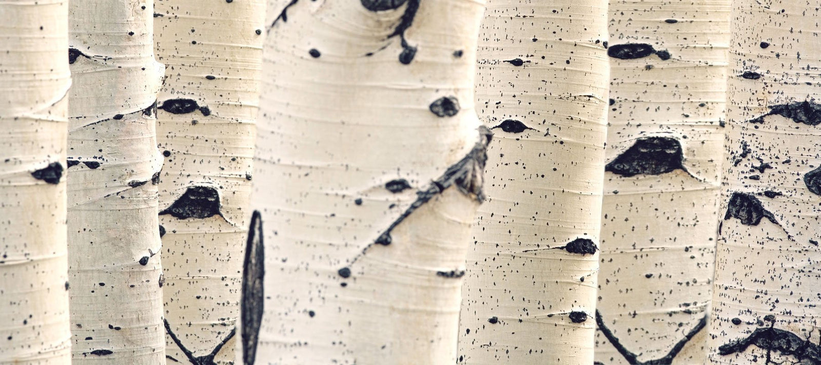 Aito suomalainen koivusokeri