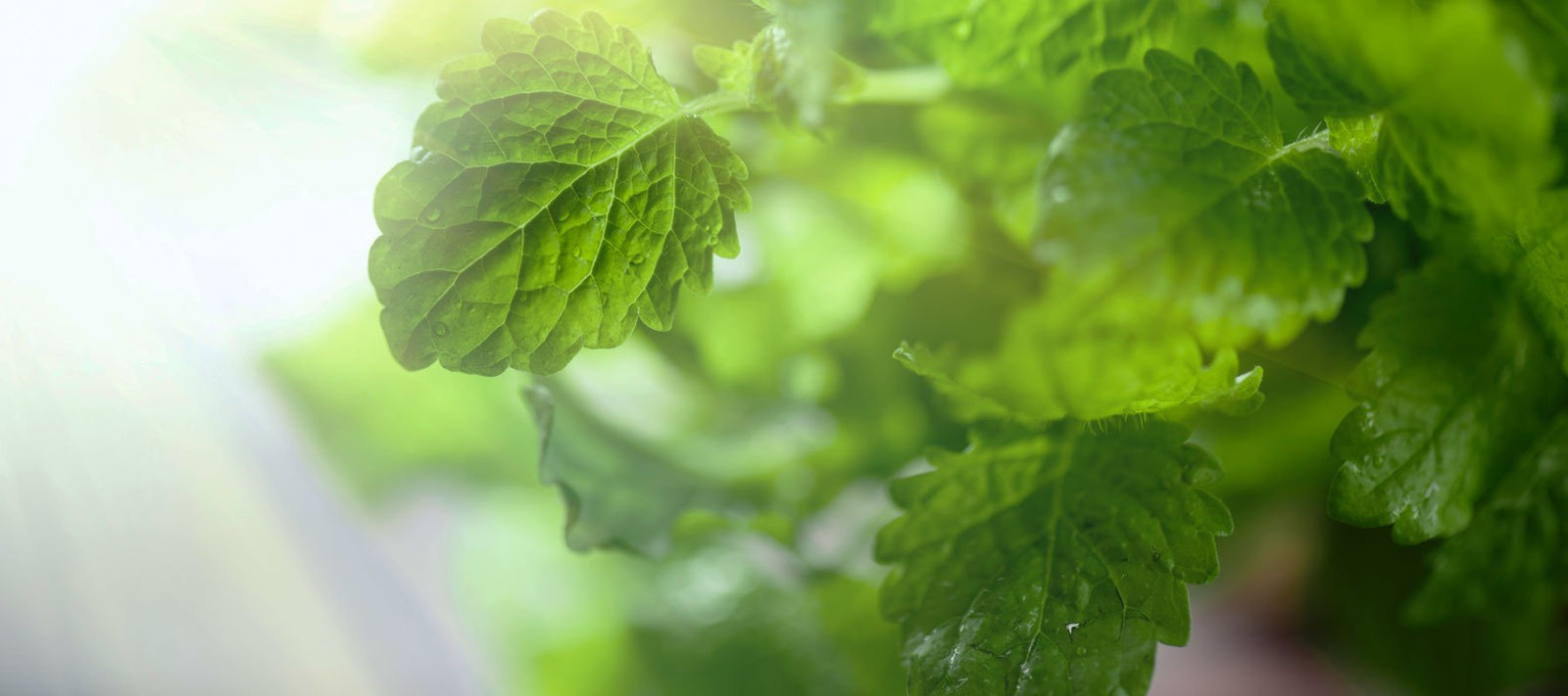 Tuoksusekoitukset - rauhoittavat, rentouttavat