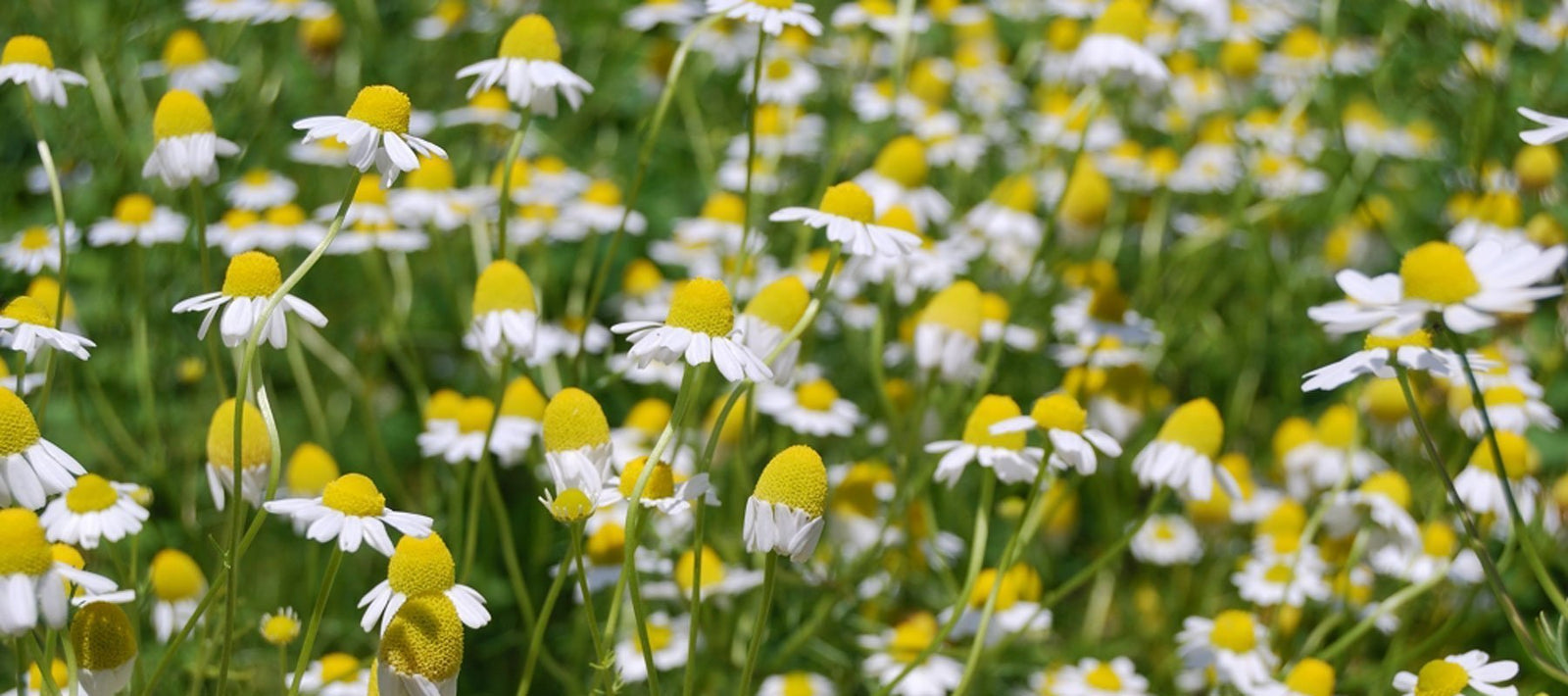 Tuoksusekoitukset - miedot, lapsille sopivat