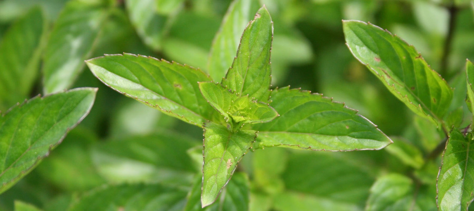 Tuoksusekoitukset - piristävät, virkistävät