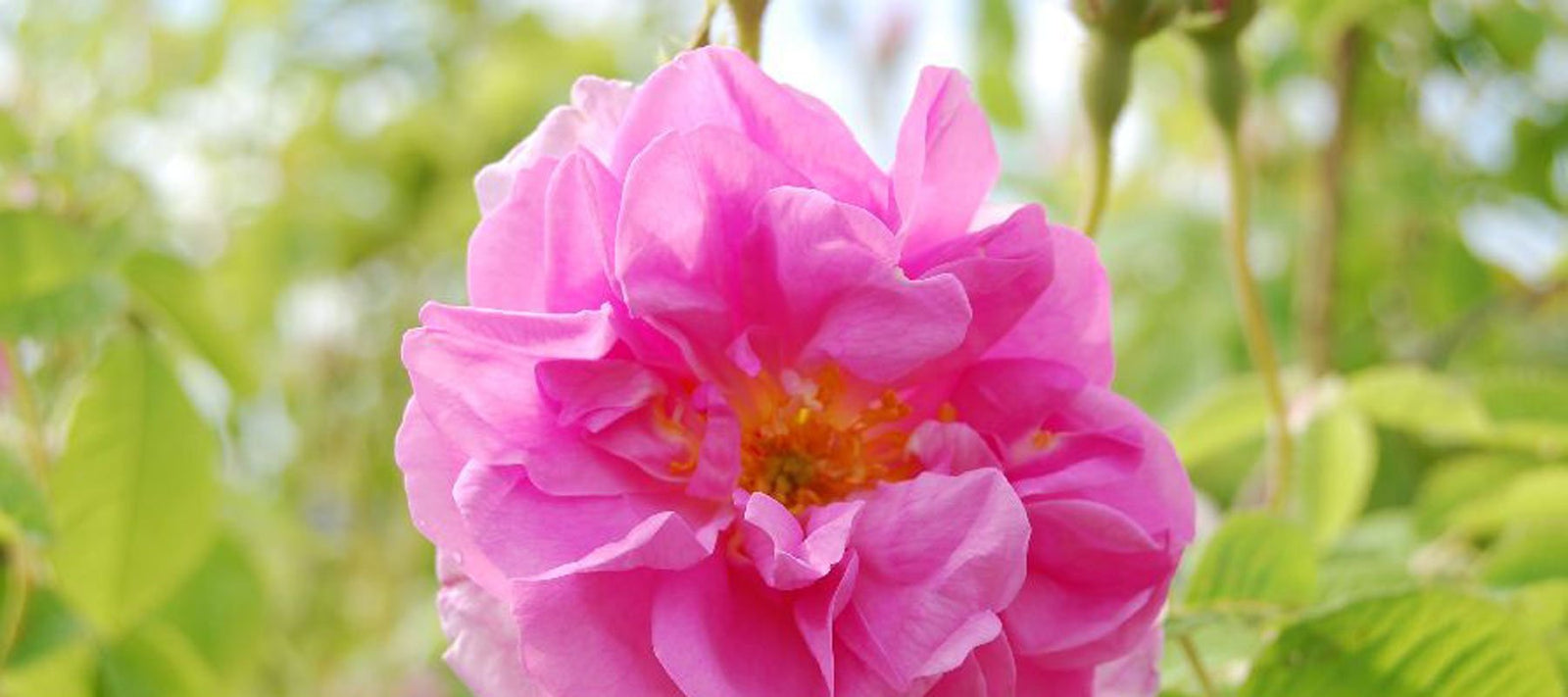 Tuoksusekoitukset - tasapainottavat, harmonisoivat