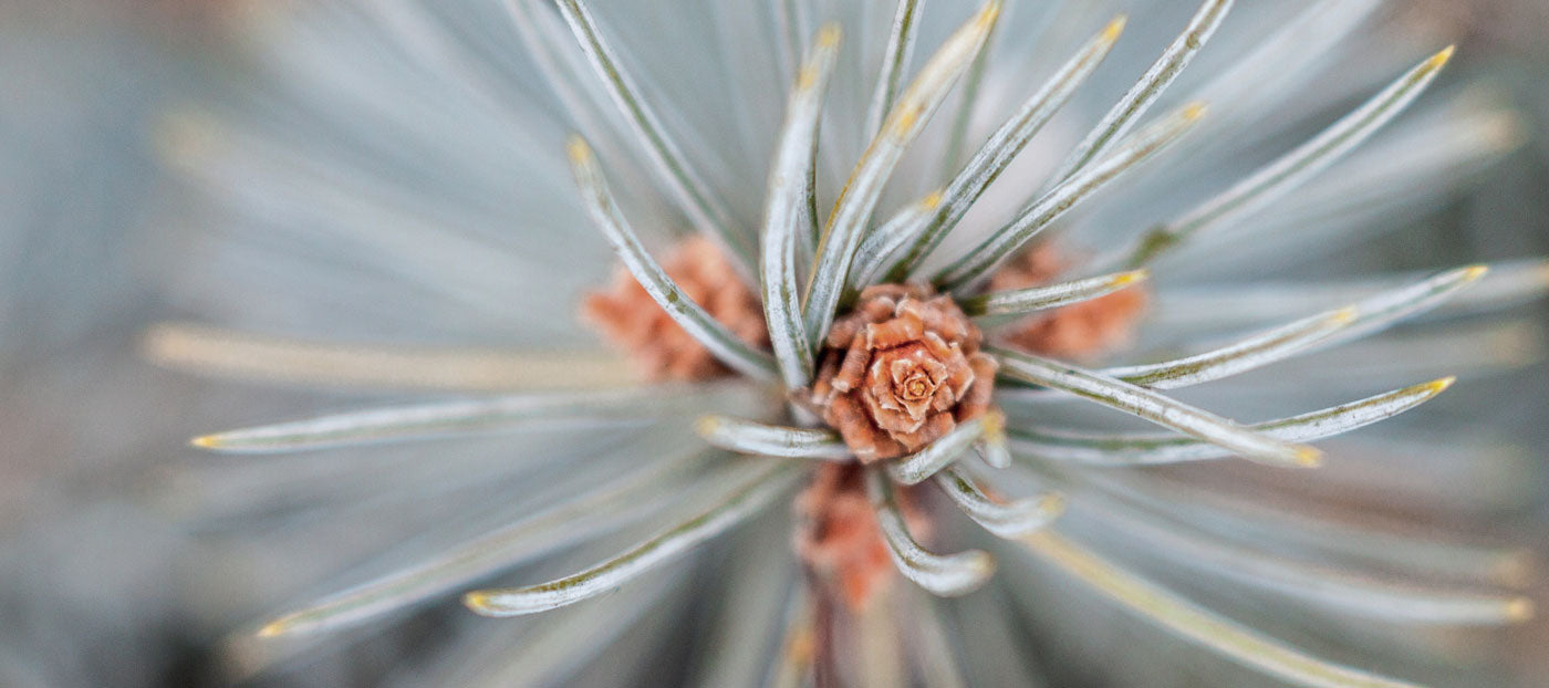 Talvisuosikit 2024/25