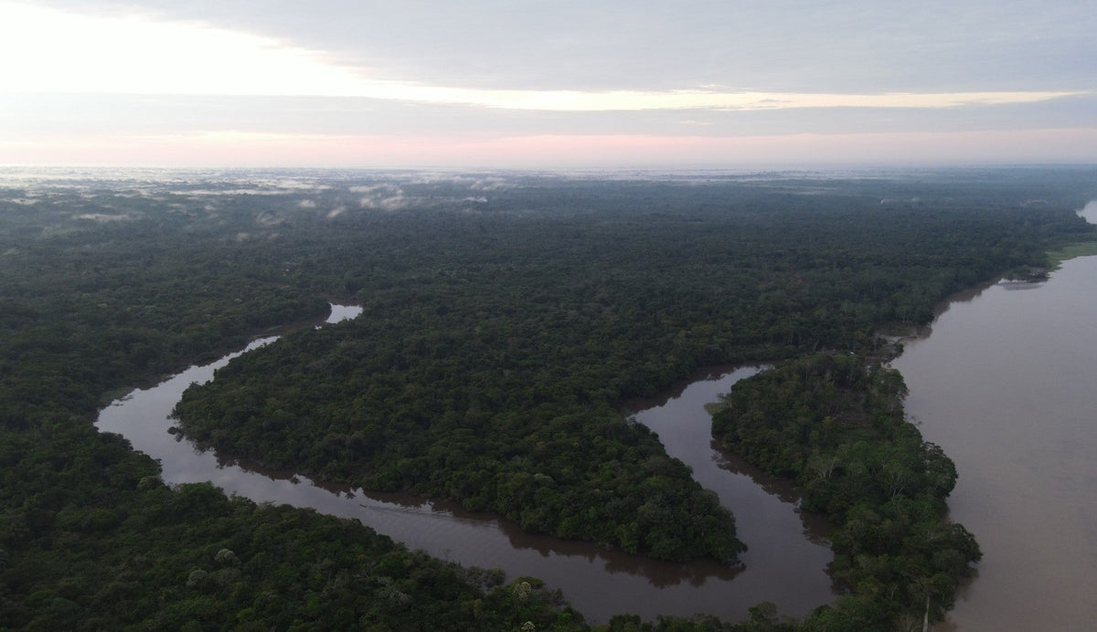 Ruusupuu luomu, Rosenholz bio