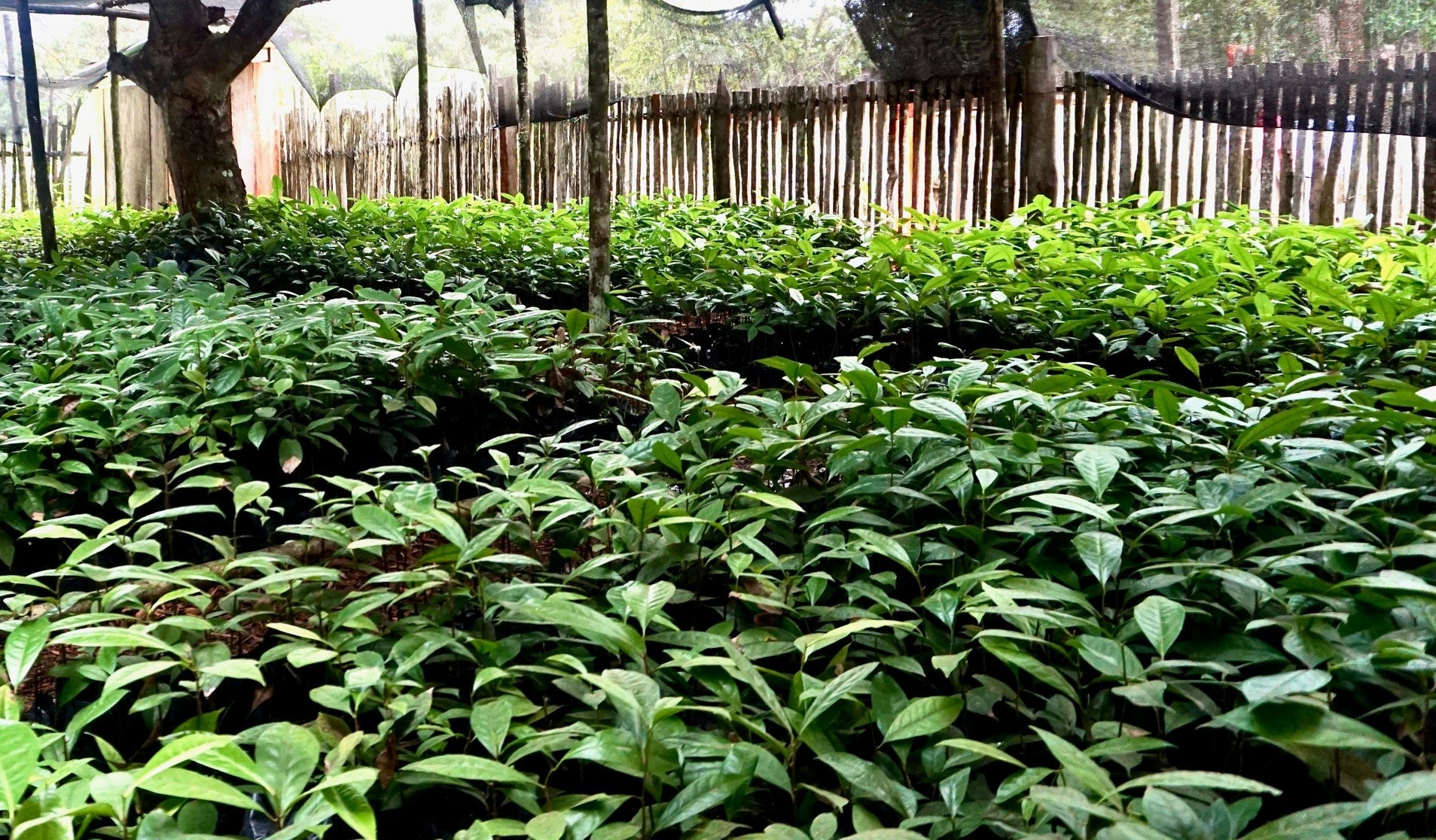 Ruusupuu luomu, Rosenholz bio