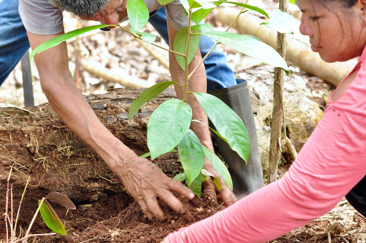 Ruusupuu luomu, Rosenholz bio