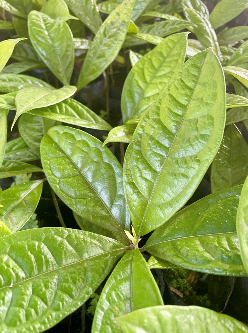 Ruusupuu luomu, Rosenholz bio