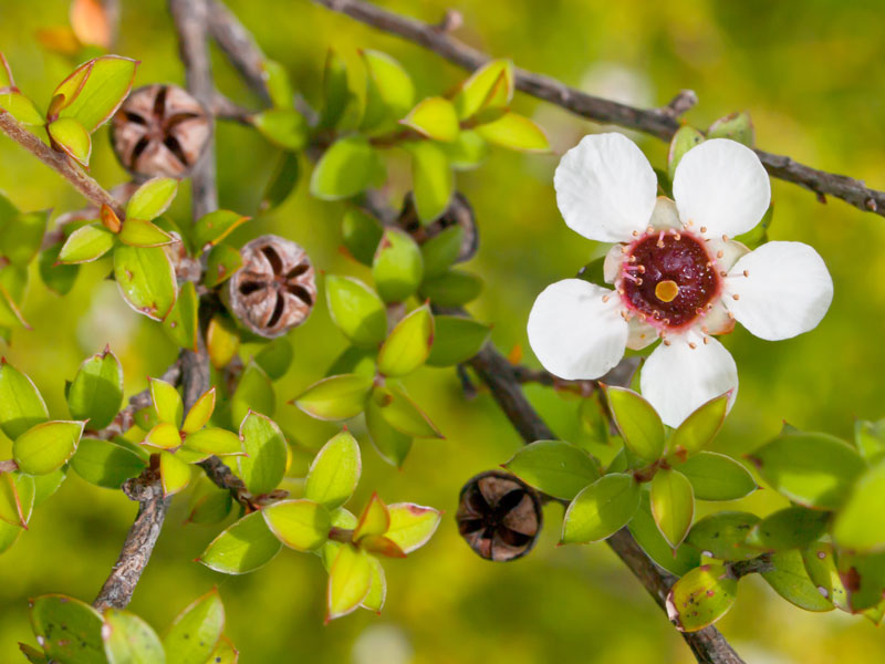 Manukaöljy luomu Leptospermum scoparium
