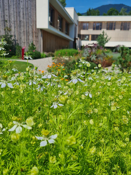 Mustakuminaöljy (luomu) SETTITARJOUS