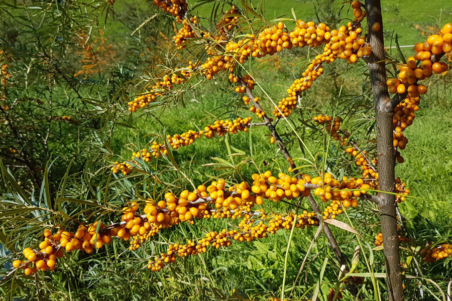 Tyrnimarjan hedelmälihasta puristettu luonnollinen luomuöljy Itävallasta