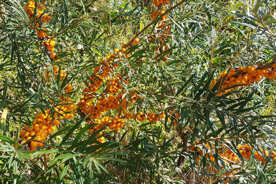 Tyrnimarjan hedelmälihasta puristettu luonnollinen luomuöljy Itävallasta