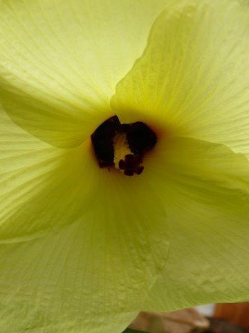 Muskinsiemenöljy  (Ambrette) Abelmoschus moschatus