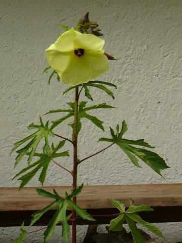 Muskinsiemenöljy  (Ambrette) Abelmoschus moschatus