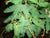 Mimosaöljy 10:90 jojobassa Acacia decurrens
