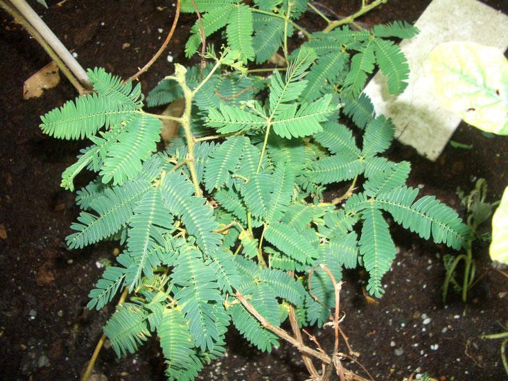 Mimosaöljy 10:90 jojobassa Acacia decurrens