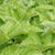 Väinönputki eli angelikajuurenöljy Angelica archangelica