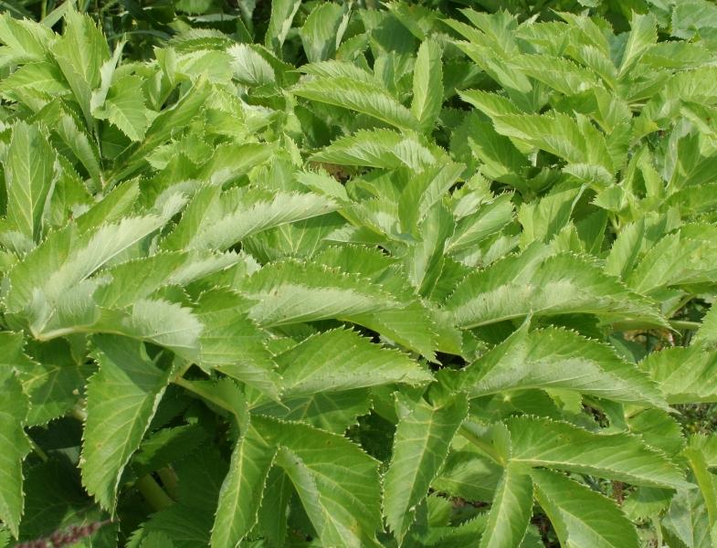 Väinönputki eli angelikajuurenöljy Angelica archangelica