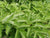 Väinönputki eli angelikajuurenöljy Angelica archangelica