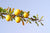 Arganöljy, luonnollinen, luomu Argania spinosa