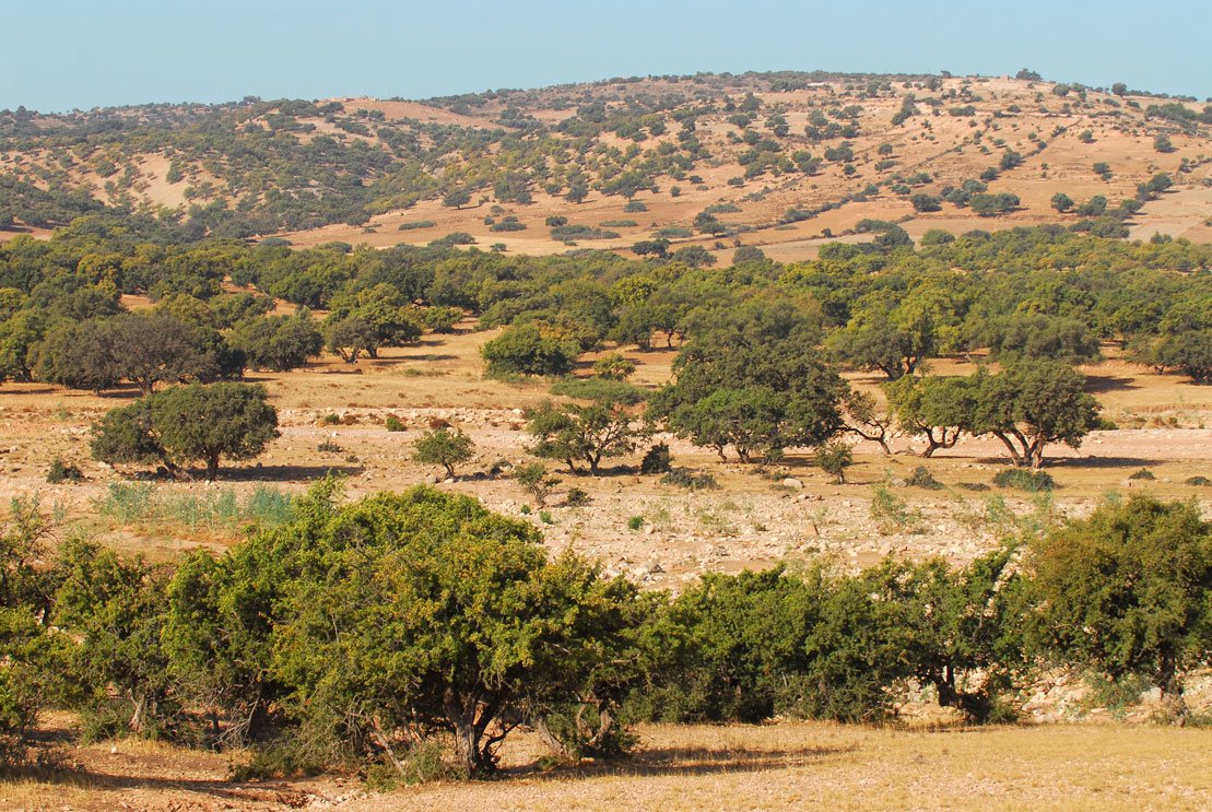 Arganöljy, luonnollinen, luomu Argania spinosa