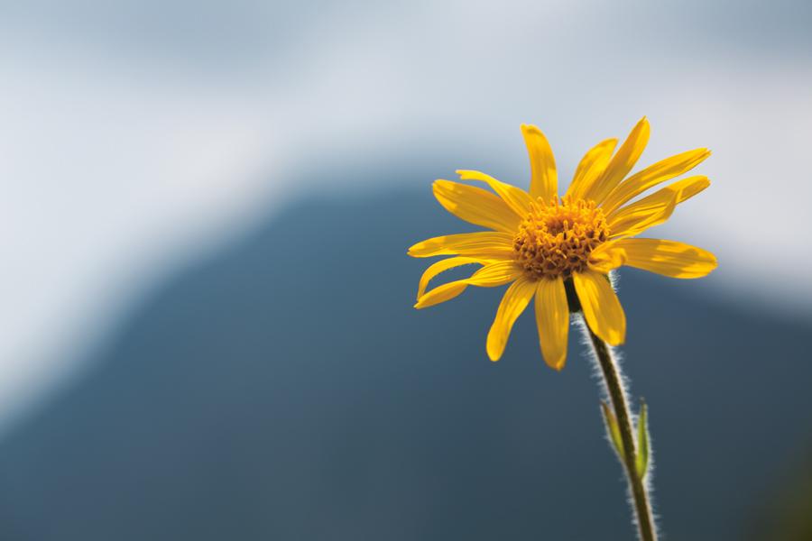 Arnikankukan CO2-uute, luomu, laimennettuna luomu-auringonkukanöljyyn