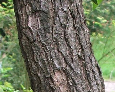 Ho-puuöljy (ct. linalooli) Cinnamomum camphora