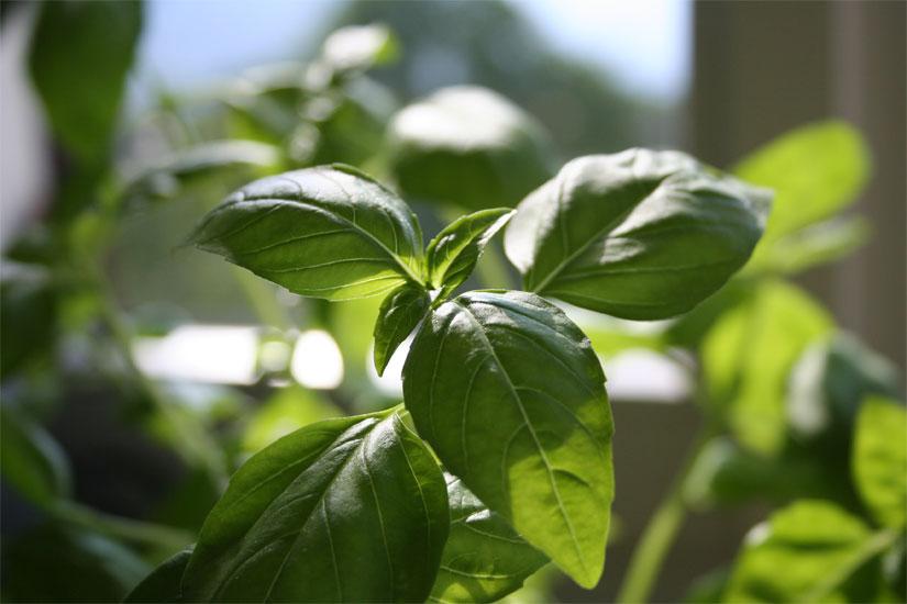 Basilikaöljy (85% metyylikavikoli) Ocimum basilicum