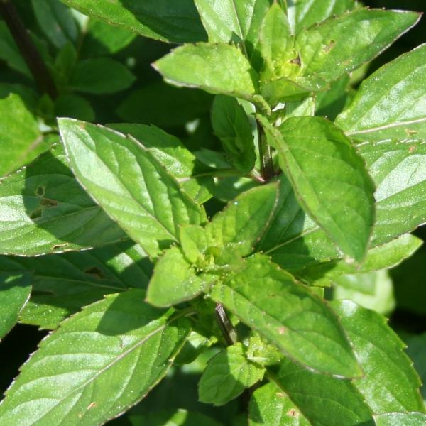 Bergamottiminttuöljy, luomu Mentha citrata