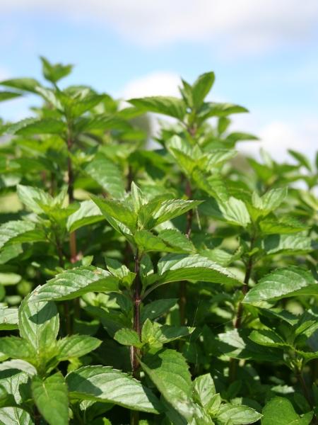 Bergamottiminttuöljy, luomu Mentha citrata