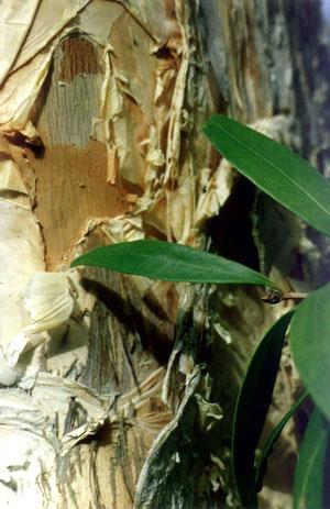 Cajeputöljy, villi Melaleuca leucadendra