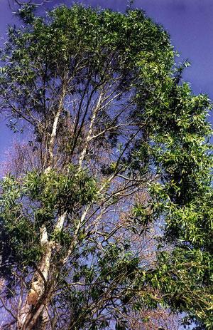 Cajeputöljy, villi Melaleuca leucadendra