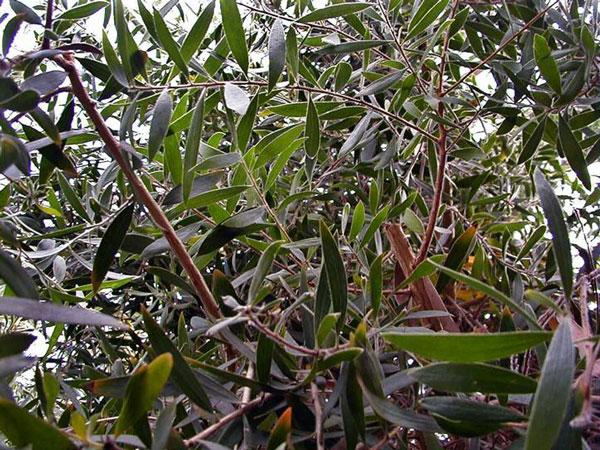 Cajeputöljy, villi Melaleuca leucadendra