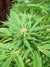 Hampunsiemenöljy, luonnollinen, luomu  Cannabis sativa