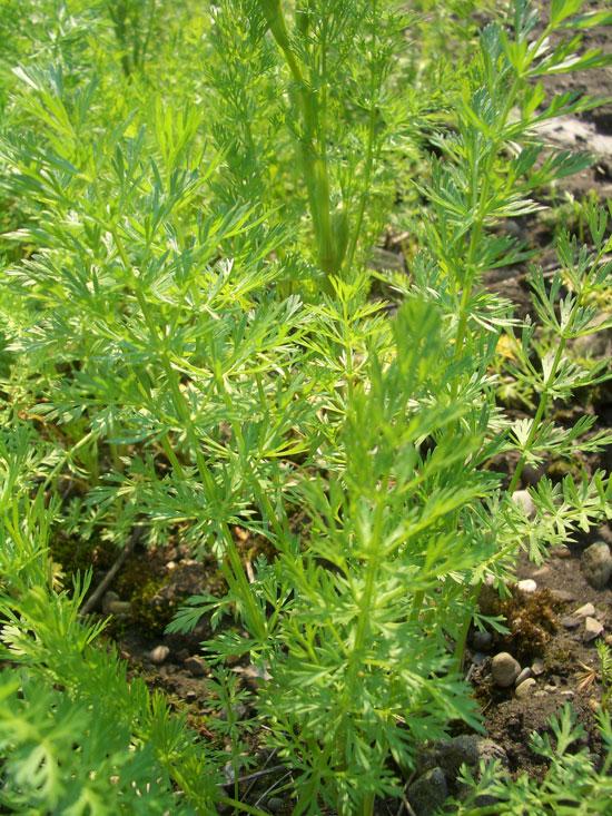 Kuminaöljy Carum carvi