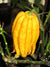 Sukaattisitruuna Citrus medica var. vulgaris