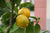 Petitgrain citronnier-öljy Petitgrainöl Citronnier