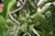 Greippiöljy, luomu Citrus paradisi