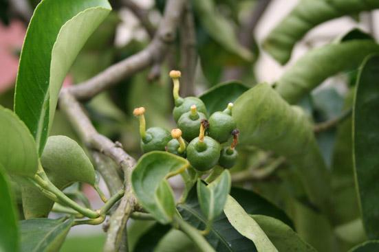 Greippiöljy Citrus paradisi